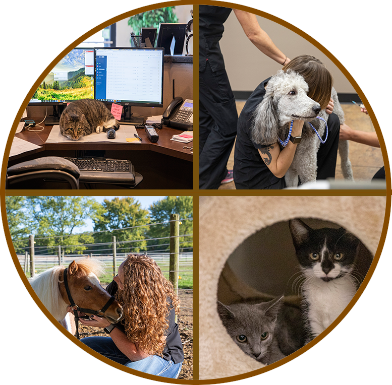 GibsonVetClinic collage