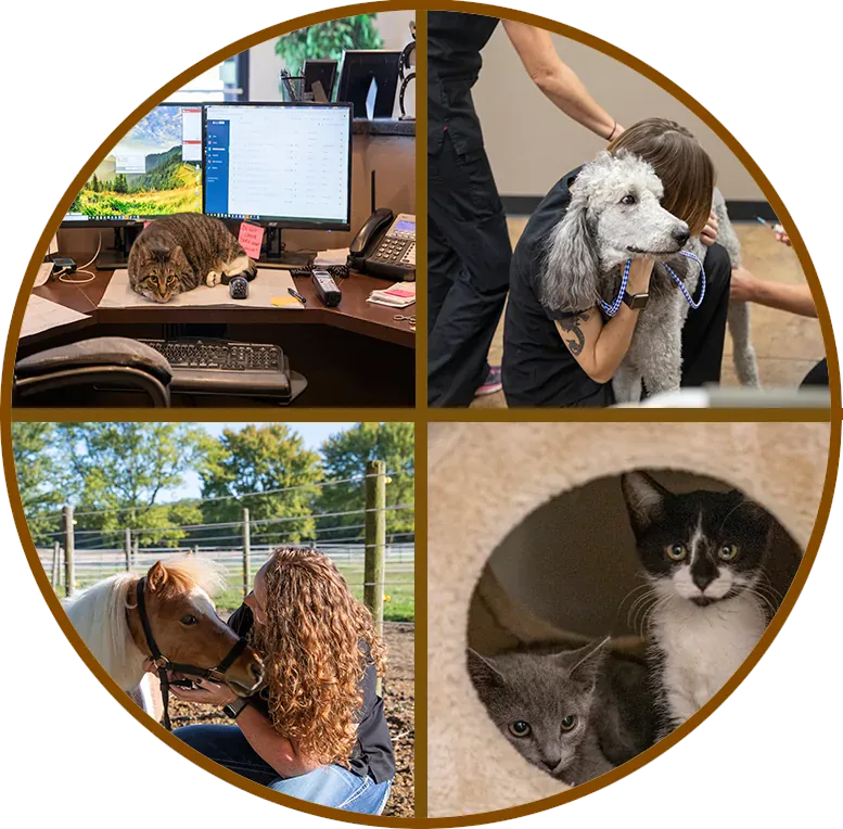 GibsonVetClinic collage